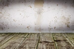 Mold removal services on carpet floor